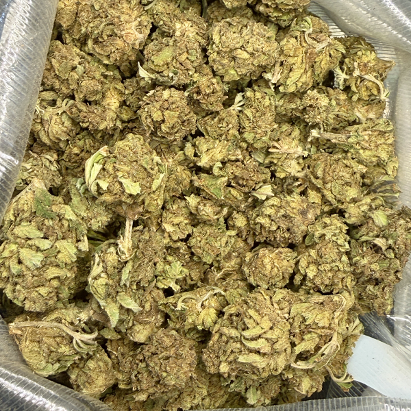 Critical Kush