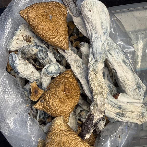 Golden Teacher